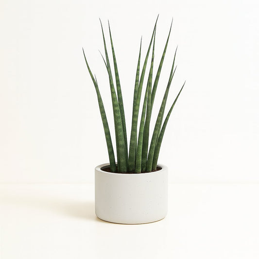 Sansevieria Fernwood Mikado - 40cm