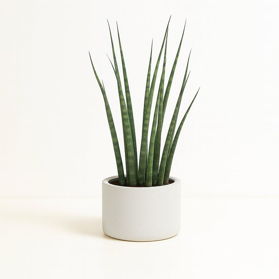Sansevieria Fernwood Mikado - 40cm im Ø12cm Topf in einem modernen Studio