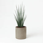 Sansevieria Fernwood Mikado - 80cm im Ø19cm Topf in einem modernen Studio