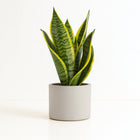 Sansevieria Futura Superba - 35cm im Ø12cm Topf in einem modernen Studio