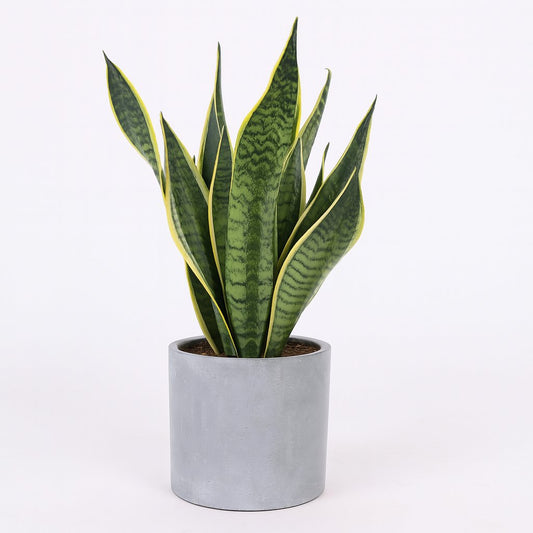 Sansevieria Futura Superba - 40cm