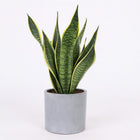 Sansevieria Futura Superba - 40cm im Ø14cm Topf in einem modernen Studio