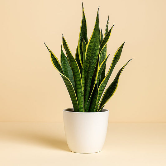 Sansevieria Futura Superba - 45cm