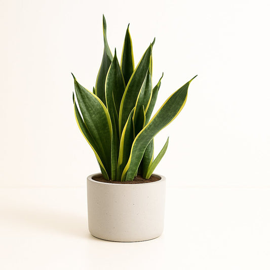 Sansevieria Futura Superba - 45cm
