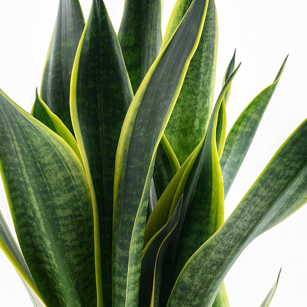Sansevieria Futura Superba