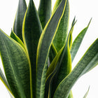 Sansevieria Futura Superba - 45cm, Nahaufnahme der ausgewachsenen Blätter