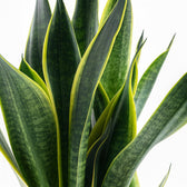 Sansevieria Futura Superba - 45cm, Nahaufnahme der ausgewachsenen Blätter