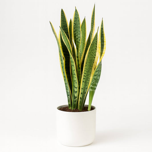 Sansevieria Laurentii - 55cm