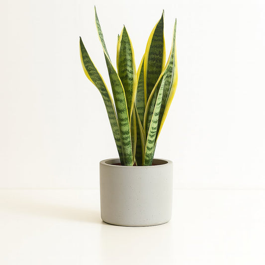 Sansevieria Laurentii - 55cm