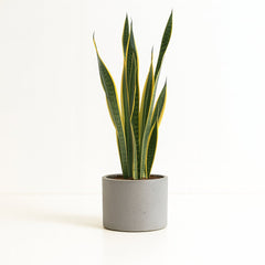 Sansevieria Laurentii - 70cm