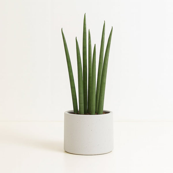 Sansevieria Mikado - 40cm im Ø12cm Topf in einem modernen Studio