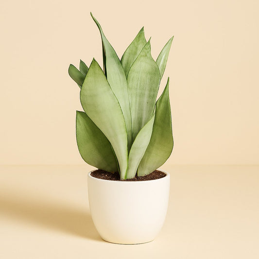 Sansevieria Moonshine - 40cm