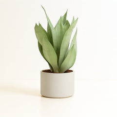 Sansevieria Moonshine - 40cm
