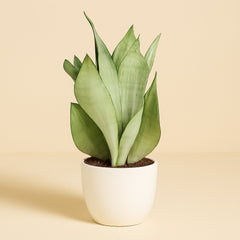 Sansevieria Moonshine - 40cm