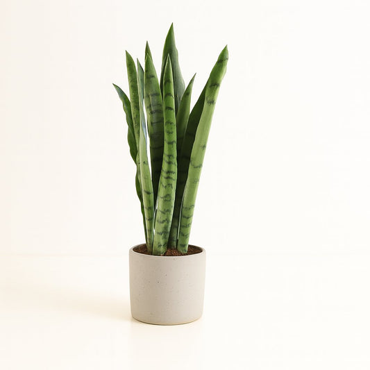 Sansevieria Spearmint - 55cm
