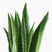 Sansevieria Spearmint 55cm im 14cm Topf Nahaufnahme