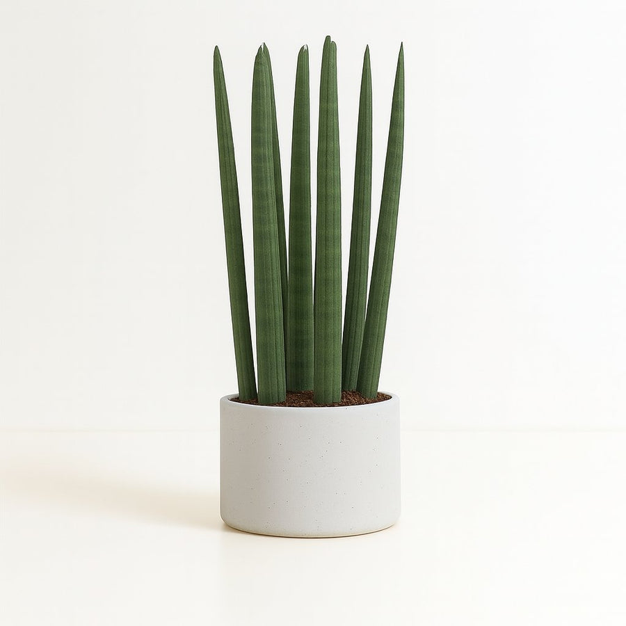 Sansevieria Straight - 40cm in einem modernen Studio mit modernem Topf
