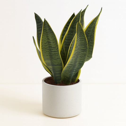 Sansevieria Superba - 40cm