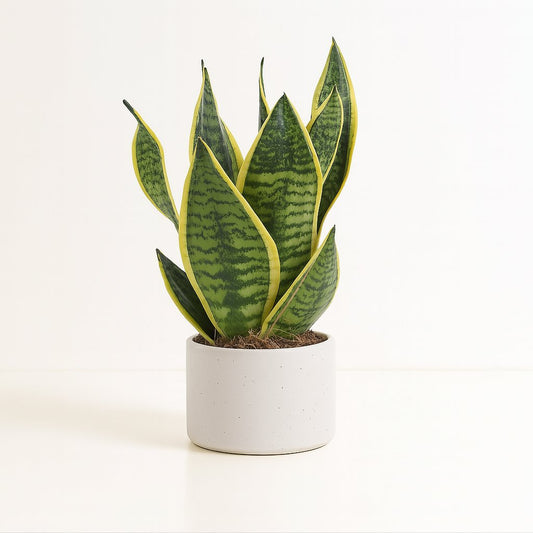 Sansevieria Trifasciata Futura Superba - 40cm