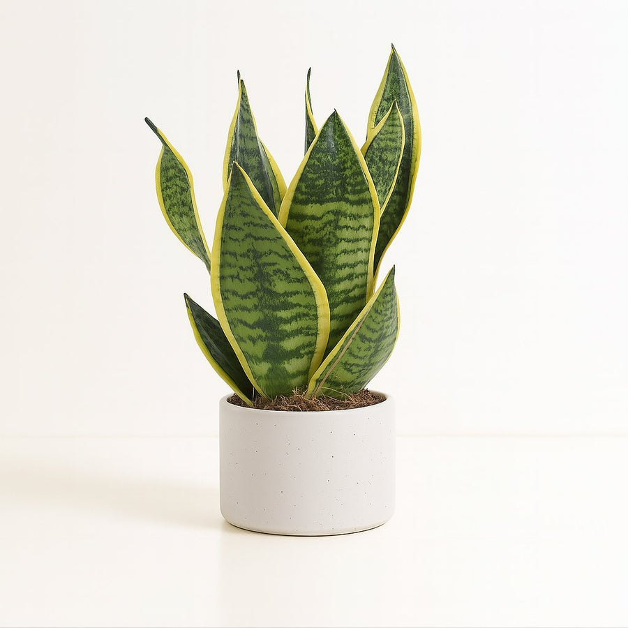 Sansevieria Trifasciata Futura Superba - 40cm in einem modernen Studio mit modernem Topf