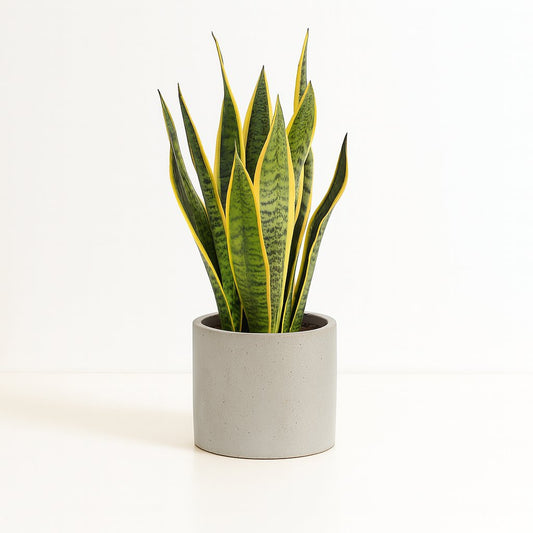 Sansevieria Trifasciata Laurentii - 50cm