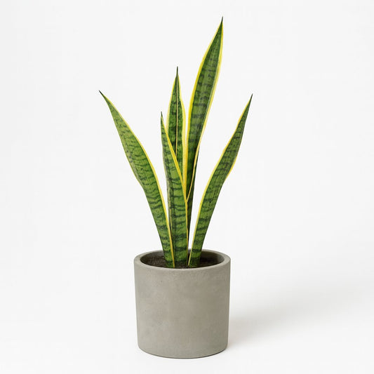 Sansevieria Trifasciata Laurentii - 60cm