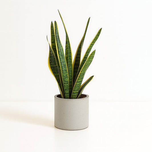 Sansevieria Trifasciata Laurentii - 60cm