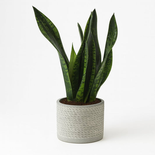 Sansevieria Whitney - 27cm