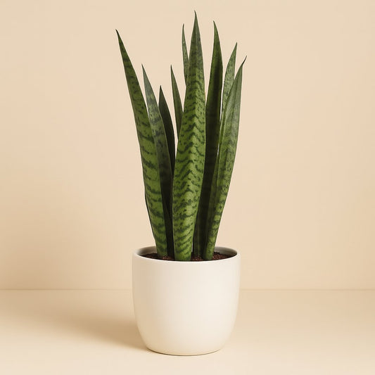 Sansevieria Zeylanica - 55cm