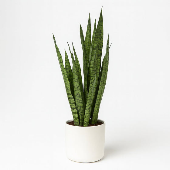 Sansevieria Zeylanica