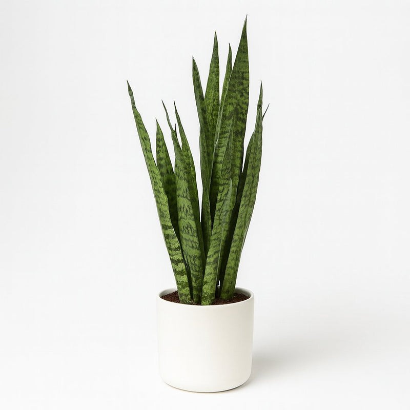 Sansevieria Zeylanica Detail