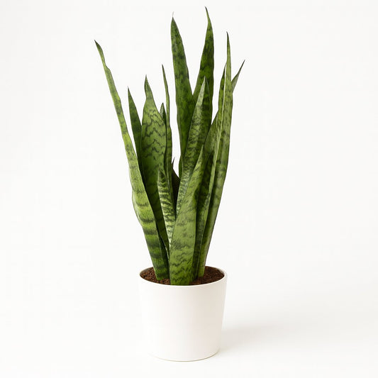 Sansevieria Zeylanica - 55cm