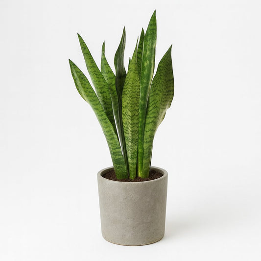 Sansevieria Zeylanica - 75cm