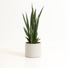 Sansevieria Zeylanica - 75cm