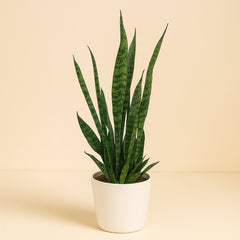 Sansevieria Zeylanica - 75cm