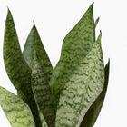 Sansevieria Black Coral - 35cm, Nahaufnahme der dunklen Blätter