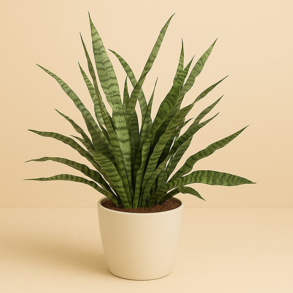 Sansevieria Diamond Green 80cm im 25cm Topf