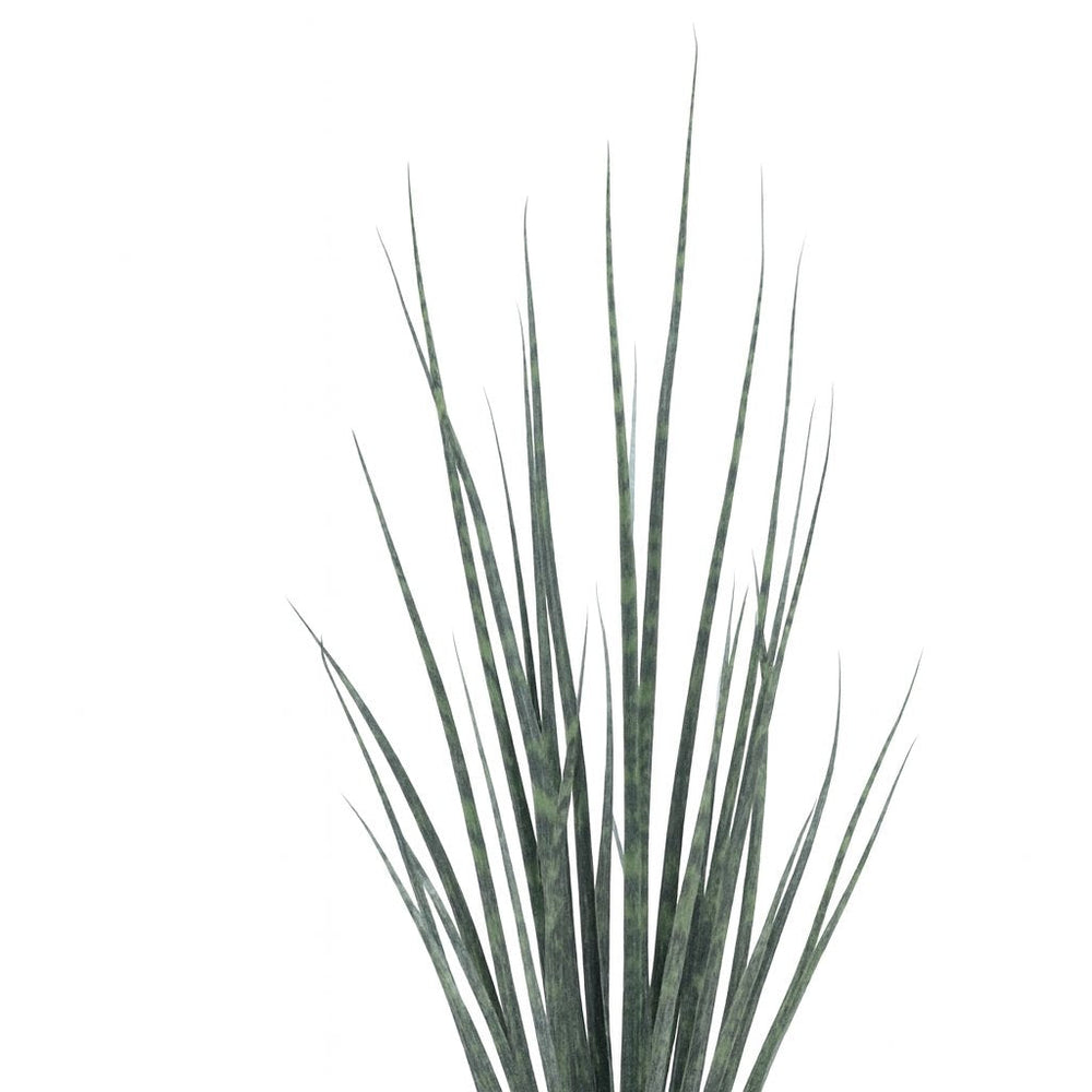 Sansevieria Fernwood Mikado - 80cm, Nahaufnahme der schlanken büschelartig wachsenden Blätter