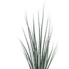 Sansevieria Fernwood Mikado - 80cm, Nahaufnahme der schlanken büschelartig wachsenden Blätter