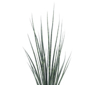 Sansevieria Fernwood Mikado - 80cm, Nahaufnahme der schlanken büschelartig wachsenden Blätter