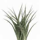 Sansevieria Fernwood Punk - 35cm