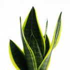 Sansevieria Futura Superba - 30cm, Nahaufnahme der gestreiften grünen Blätter