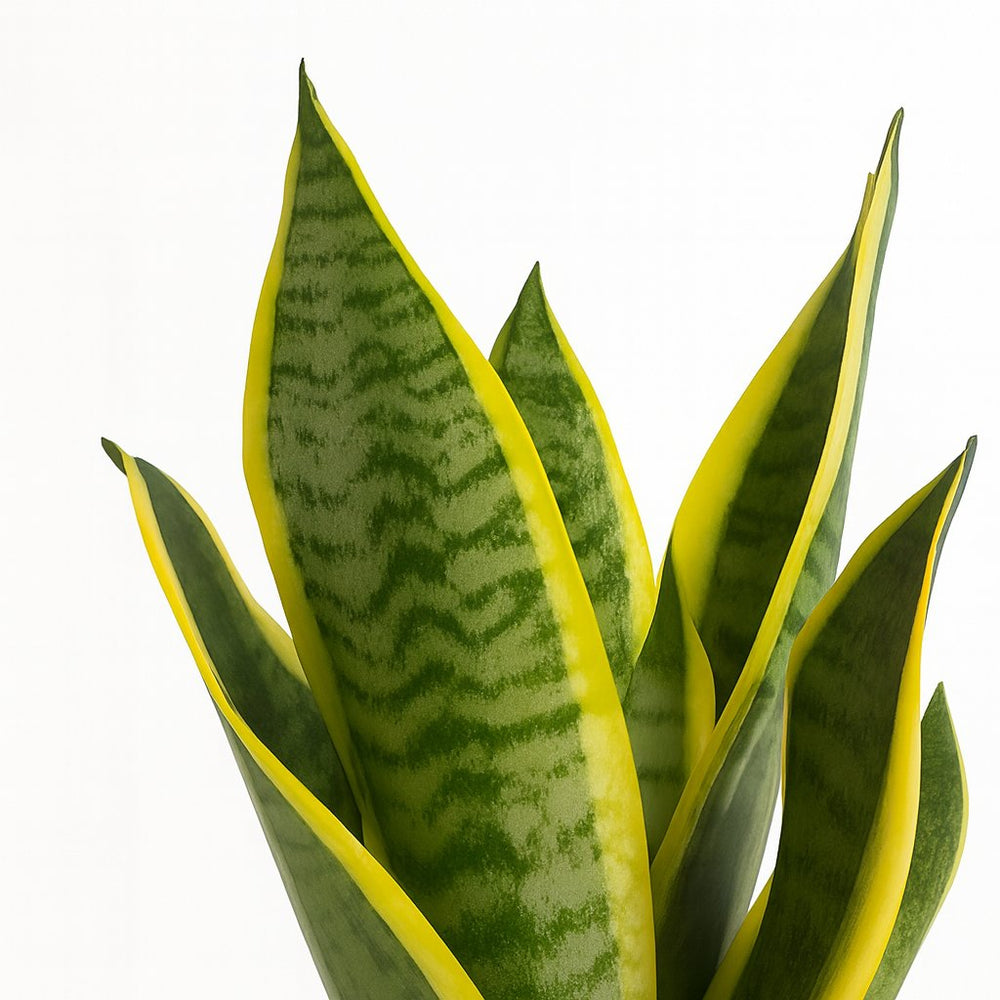 Sansevieria Futura Superba - 35cm, Nahaufnahme der aufrechten Blätter