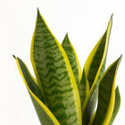 Sansevieria Futura Superba - 35cm, Nahaufnahme der aufrechten Blätter