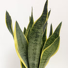 Sansevieria Futura Superba - 40cm, Nahaufnahme der breiten gelb-grünen Blätter