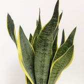 Sansevieria Futura Superba - 40cm, Nahaufnahme der breiten gelb-grünen Blätter
