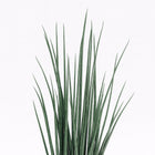 Sansevieria Mikado - 70cm, Nahaufnahme der aufrecht wachsenden Blätter