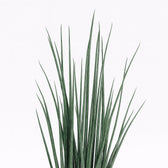 Sansevieria Mikado - 70cm, Nahaufnahme der aufrecht wachsenden Blätter