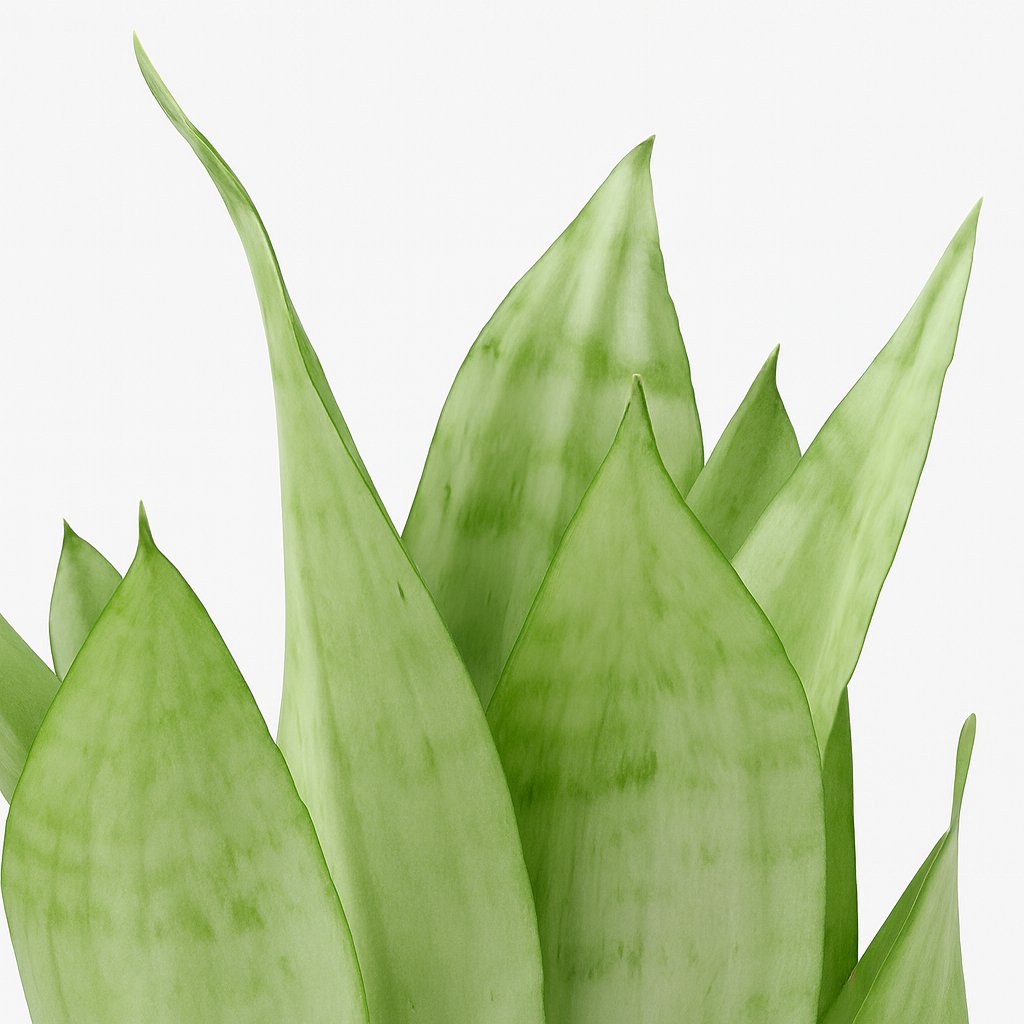Sansevieria Moonshine - 40cm, Nahaufnahme der silbrig-grünen Blätter