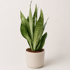 Sansevieria Moonshine - 60cm im Ø17cm Topf in einem modernen Studio